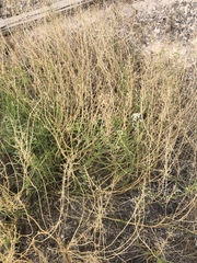 Lepidium alyssoides