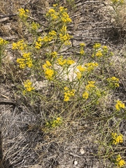 Sartwellia flaveriae