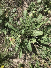 Berlandiera lyrata