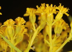 Sartwellia flaveriae