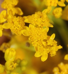 Sartwellia flaveriae