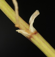 Sartwellia flaveriae