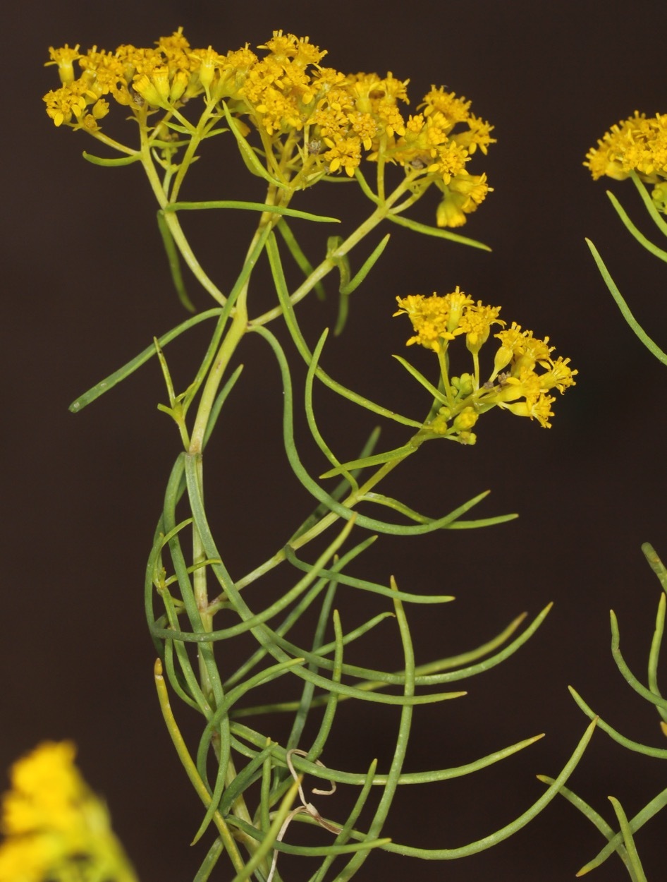 Sartwellia flaveriae