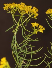 Sartwellia flaveriae