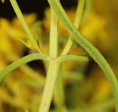 Sartwellia flaveriae