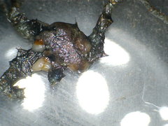 Ophiotrichidae