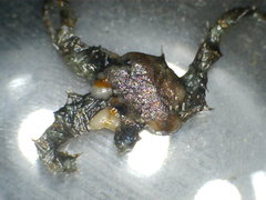 Ophiotrichidae