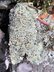 Rhizoplaca opiniconensis