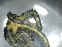 Ophiotrichidae