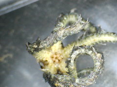 Ophiotrichidae