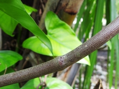 Philodendron jacquinii