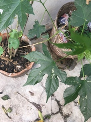 Cnidoscolus aconitifolius