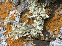 Ramalina obtusata