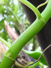 Philodendron jacquinii