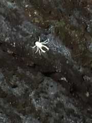 Munidopsis polymorpha