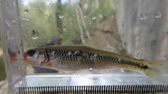 Notropis rubricroceus
