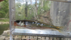 Notropis rubricroceus
