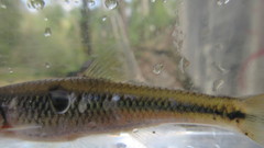 Notropis rubricroceus