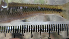 Notropis rubricroceus
