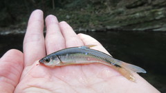 Notropis rubricroceus