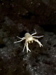 Munidopsis polymorpha