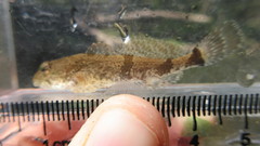 Cottus carolinae