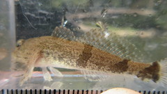 Cottus carolinae