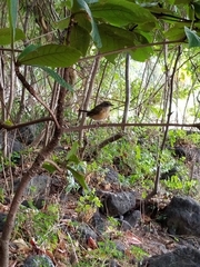 Chasiempis sclateri