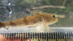 Cottus carolinae