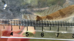 Cottus carolinae