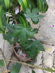 Cnidoscolus aconitifolius