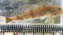 Cottus carolinae