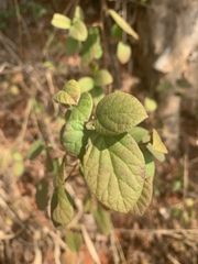 Diospyros villosa villosa