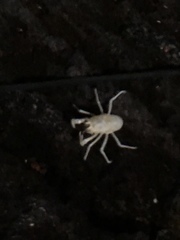 Munidopsis polymorpha