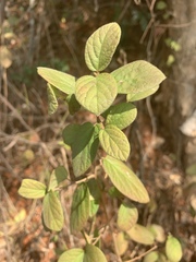 Diospyros villosa villosa