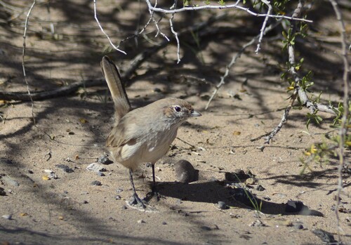 Sandy Gallito (Teledromas fuscus), photo 10