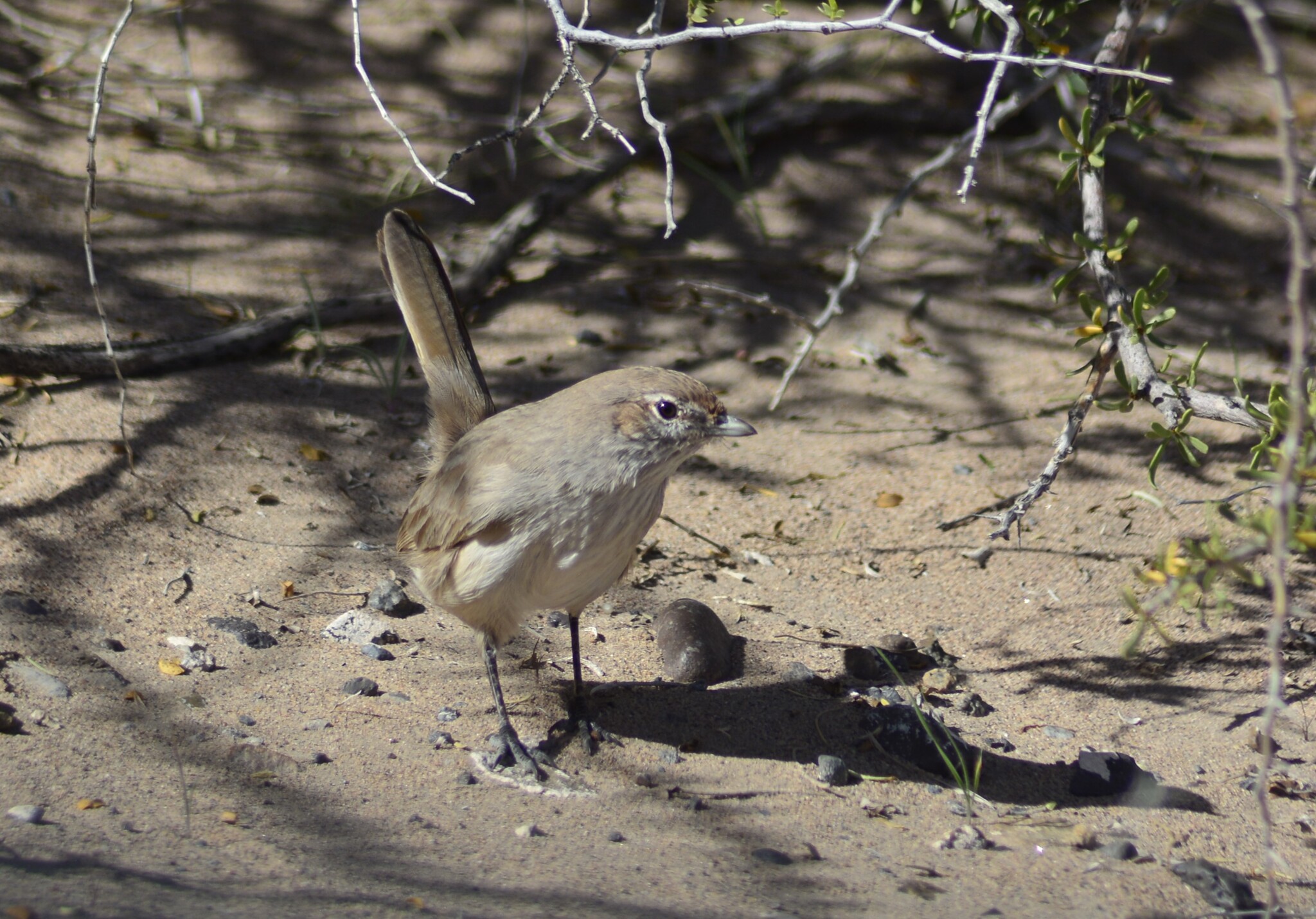 Sandy Gallito (Teledromas fuscus), photo 4