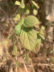 Diospyros villosa villosa