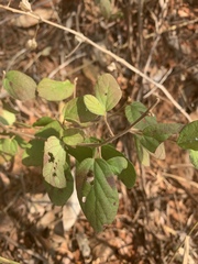 Diospyros villosa villosa