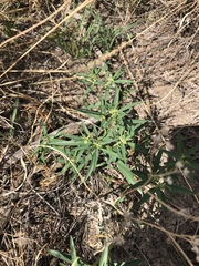 Euphorbia exstipulata