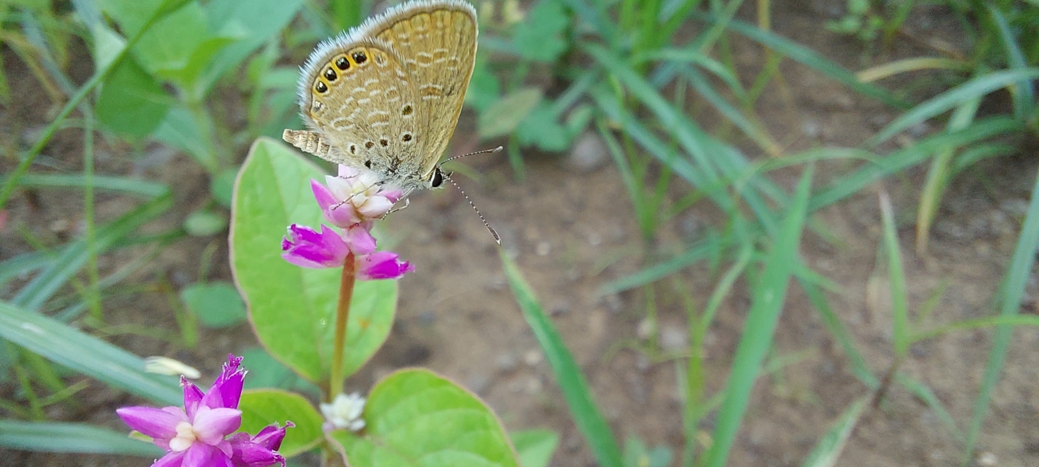 Black-Spotted Grass Jewel