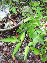 Thouinia paucidentata