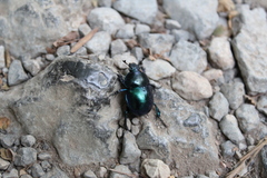 Trypocopris vernalis