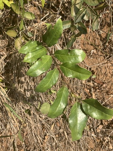 Zamioculcas image