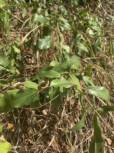 Zamioculcas zamiifolia image