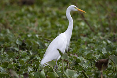 Ardea intermedia brachyrhyncha