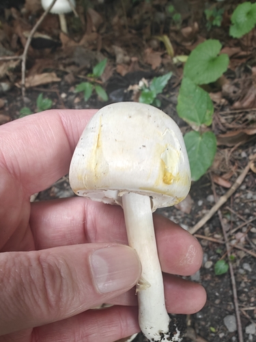 Agaricus xanthodermus — (c) Johan Adler, some rights reserved (CC BY)