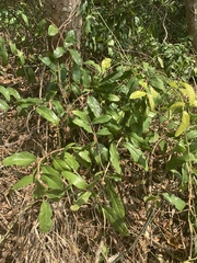 Zamioculcas zamiifolia image