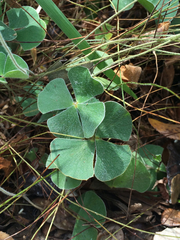 Marsilea macropoda