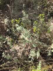 Buddleja scordioides